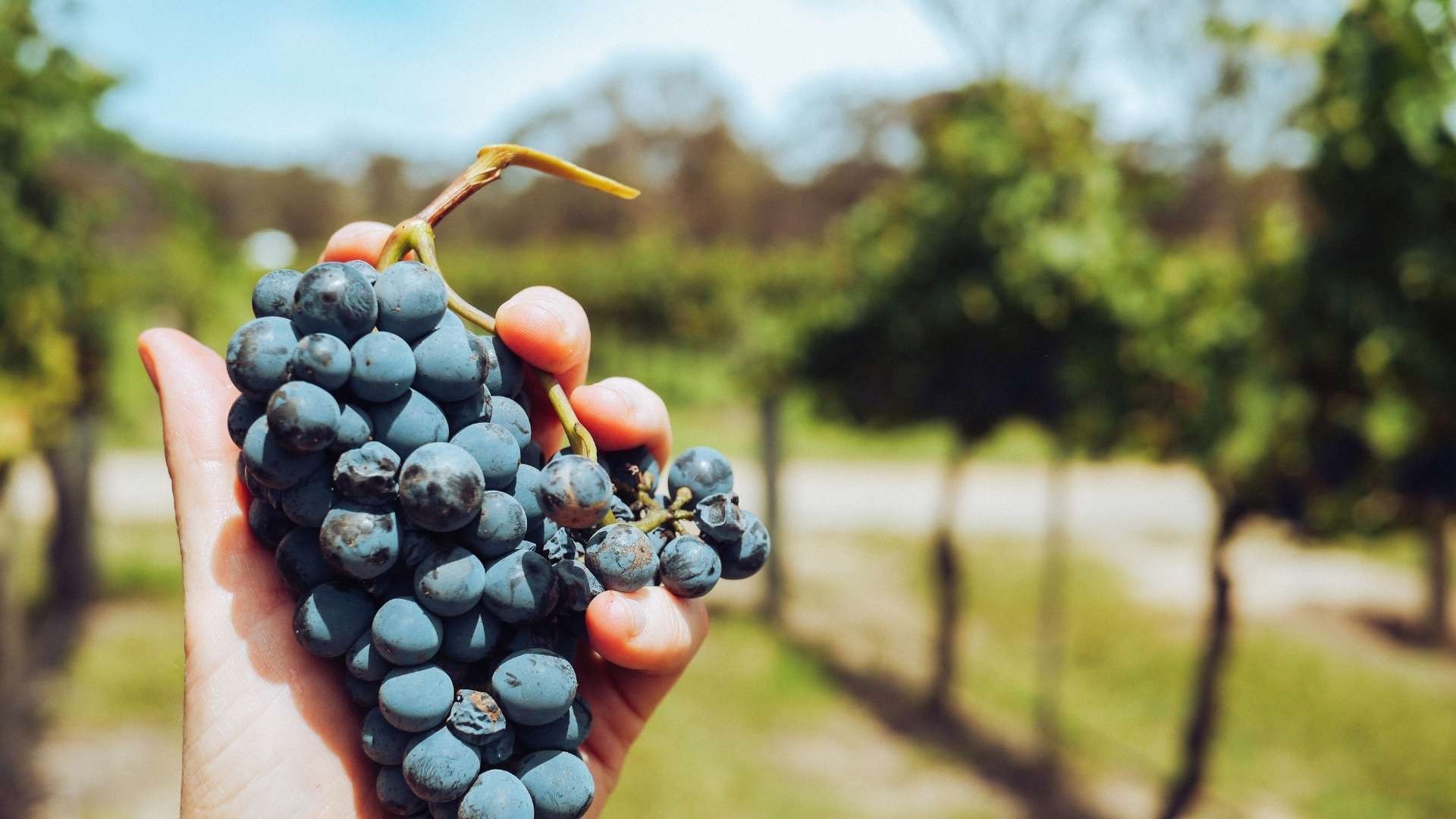 Cosa si intende parlando di VINI MORBIDI? Oggi M come Morbido per scoprire un altro segreto del vino.